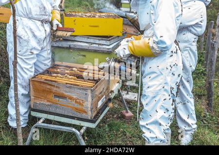 Group of beekeepers working with honeycombs with smoker to collect honey from bee Stock Photo