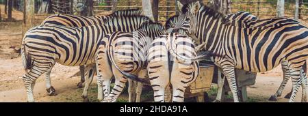 Zebras eat green grass in safari park BANNER, long format Stock Photo