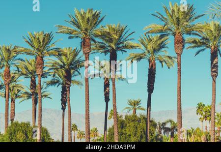 Date Palms of Coachella Valley California and Mountain Range in a Background. Stock Photo