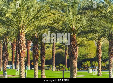 Winter Time in the Indian Wells Coachella Valley. Date Palms. Southern California, United States of America. Stock Photo