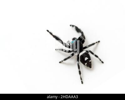 male regal jumping spider, Phiddipus regius, isolated cECP 2018 Stock Photo