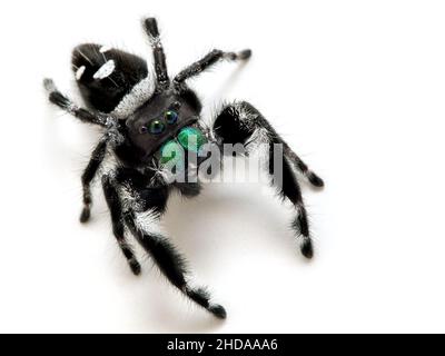 close-up of a male regal jumping spider, Phiddipus regius, isolated cECP 2018 Stock Photo