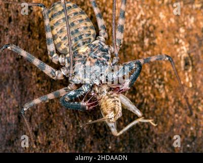 tailless whip scorpion, Damon diadema, feeding on a cricket, cECP 2018 Stock Photo