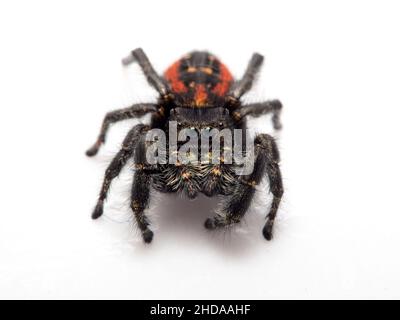 P1010006 Female Johnson's jumping spider, Phiddipus johnsoni, isolated, cECP 2018 Stock Photo