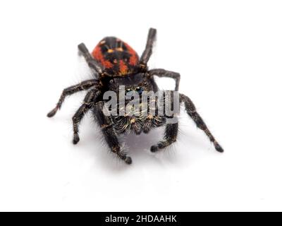 P1010020 Female Johnson's jumping spider, Phiddipus johnsoni, isolated, cECP 2018 Stock Photo