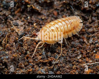 Pill bug, Armadillidium nasatum, peach color, cECP 2019 Stock Photo