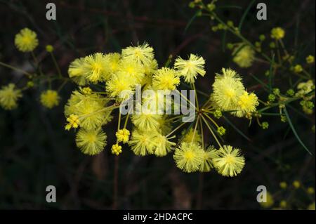 Springtime in Australia is Wattle time - glorious golden flowers everywhere. This one is Silver Wattle (Acacia Dealbata) at Hochkins Ridge Reserve. Stock Photo