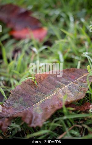 Brown autumn leaf on a green grass ground with raindrops Stock Photo