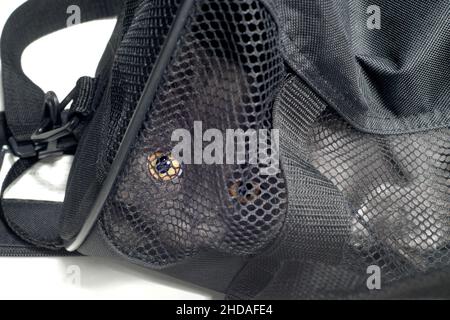 Funny grey cat looking through the mesh of his carrier. Stock Photo