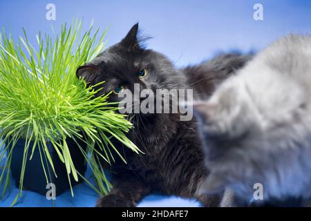 Funny black cat fighting with a grey cat over cat grass. Stock Photo