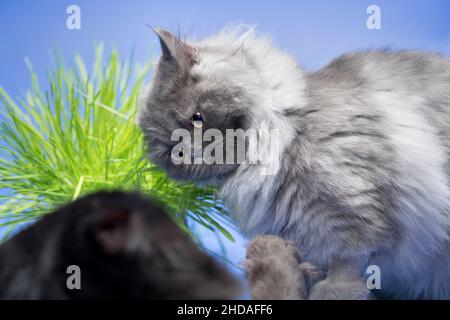 Funny grey cat looking angry at another cat. Stock Photo