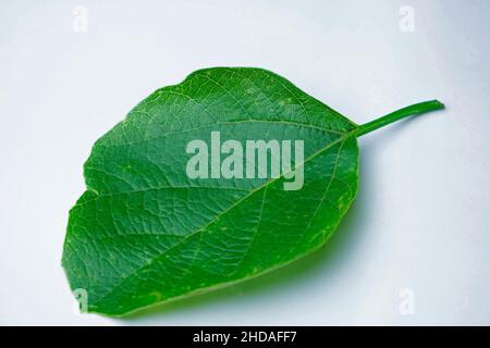 Ayurvedic Leaf of glue berry, Cordia dichotoma, Satara, Maharashtra, India Stock Photo