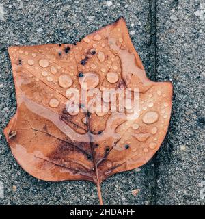 Rain drops covering a brown autumn leaf on a grey ground close up Stock Photo