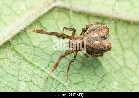 Criballate orb weaver spider, Uloboridae species, Satara, Maharashtra, India Stock Photo