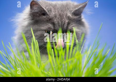 Grumpy looking grey cat hiding behind some blades of grass, with his tongue out licking his nose. Stock Photo