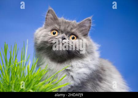 Sweet looking grey cat looking at the camera. Stock Photo
