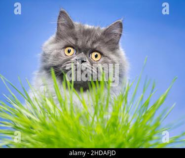 Sweet grey cat looking at the camera through green blades of grass. Stock Photo
