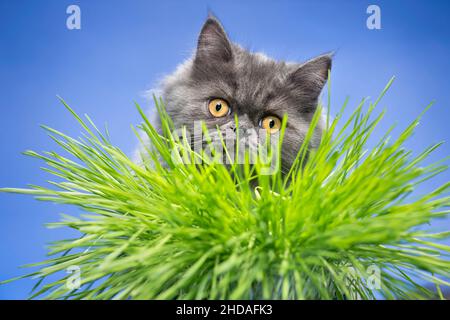 Cute grey cat looking at camera through blades of cat grass. Stock Photo
