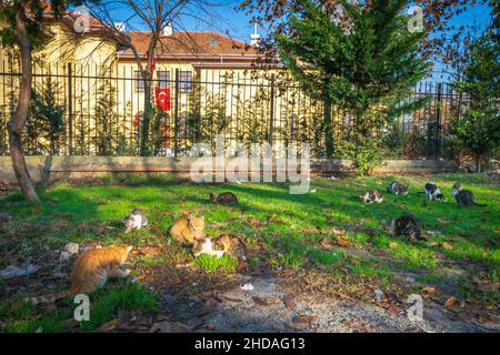 Different breed colorful ten stray cats eating fish in Istanbul suburbs. Autumn. Conception of homeless animals living  in the streets of big city. Stock Photo