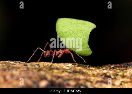 Leafcutter ant (Atta cephalotes) on branch, carrying green leaf. It cuts leaves and grows mushrooms in an anthill on them. La Fortuna Alajuela - Arena Stock Photo