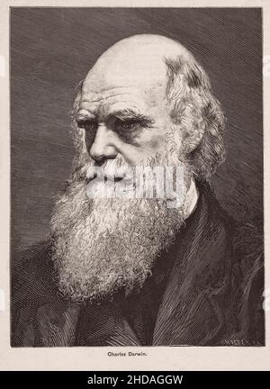 Portrait of Charles Darwin.  Charles Robert Darwin (1809 – 1882) was an English naturalist, geologist and biologist, best known for his contributions Stock Photo