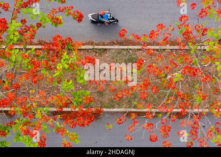 Phoenix flowers are blooming red on the streets of Vinh Long, Vietnam Stock Photo