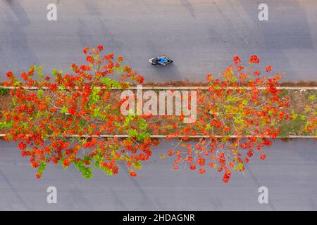 Phoenix flowers are blooming red on the streets of Vinh Long, Vietnam Stock Photo