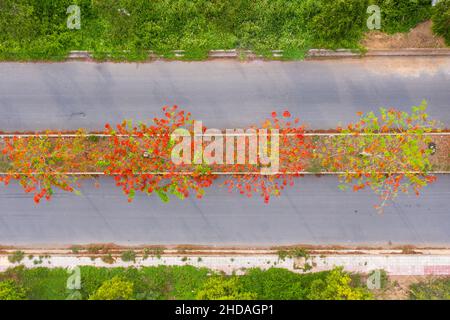 Phoenix flowers are blooming red on the streets of Vinh Long, Vietnam Stock Photo