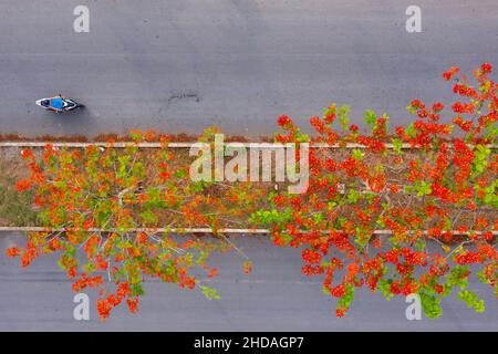 Phoenix flowers are blooming red on the streets of Vinh Long, Vietnam Stock Photo