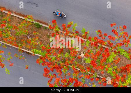 Phoenix flowers are blooming red on the streets of Vinh Long, Vietnam Stock Photo