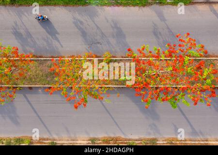 Phoenix flowers are blooming red on the streets of Vinh Long, Vietnam Stock Photo