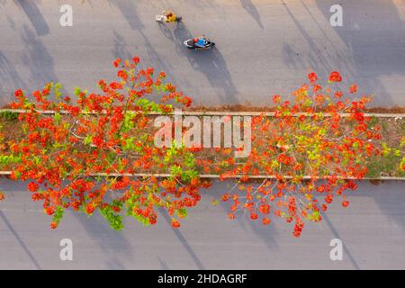 Phoenix flowers are blooming red on the streets of Vinh Long, Vietnam Stock Photo