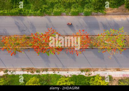 Phoenix flowers are blooming red on the streets of Vinh Long, Vietnam Stock Photo