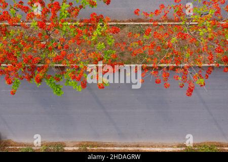 Phoenix flowers are blooming red on the streets of Vinh Long, Vietnam Stock Photo