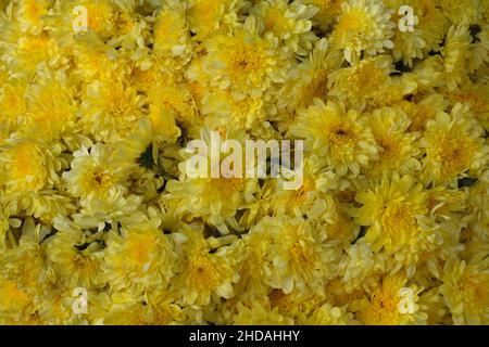 December 20, 2021, Colorful garlands flower selling in the market stalls in Karnataka, India, These flowers are used for wedding decorations, temple c Stock Photo