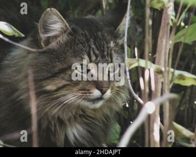 Closeup shot of a cat hiding in long grasses in the fores Stock Photo