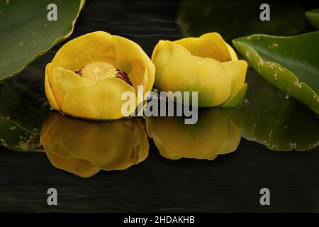 Closeup of yellow Pond-Lily in a lake in southern Alaska, USA Stock Photo