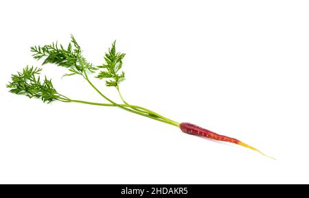 Freshly harvested mini red carrots on isolated white background Stock Photo