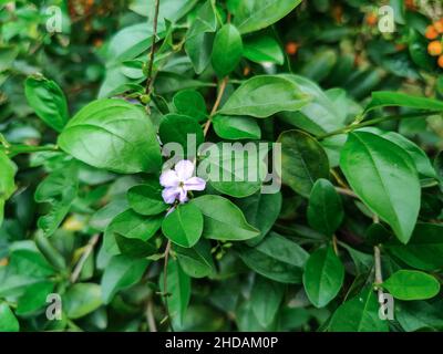 Stock photo of white color Brunfelsia Pauciflora or brazil raintree flower blossom in winter season under green leaves background. it is a species of Stock Photo