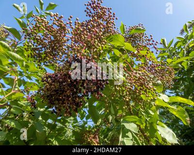 Holunderbeeren werden reif, Sambucus nigra / Elder berries ripen, Sambucus nigra Stock Photo