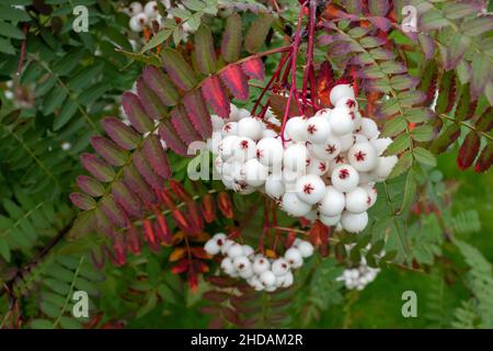 Weißfrüchtige Vogelbeere, Sorbus koehneana / Chinese Mountain Ash, Sorbus koehneana Stock Photo