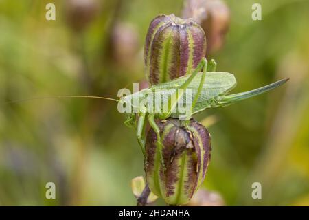 Zwitscherschrecke (Tettigonia cantans) Weibchen Stock Photo
