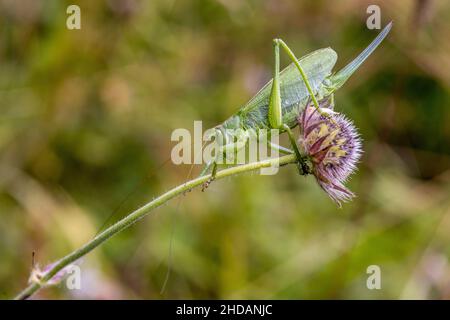 Zwitscherschrecke (Tettigonia cantans) Weibchen Stock Photo