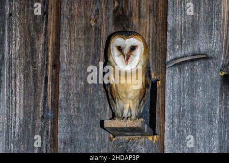 Schleiereule (Tyto alba) Stock Photo