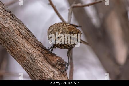 Female Red-winged blackbird, Agelaius phoeniceus, perched in tree in winter. Stock Photo