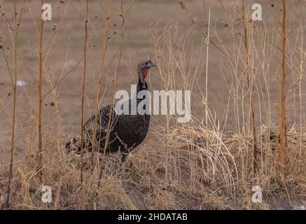 Wild turkey, Meleagris gallopavo, (as the subspecies Rio Grande wild turkey, Meleagris gallopavo intermedia) in open woodland, New Mexico. Stock Photo