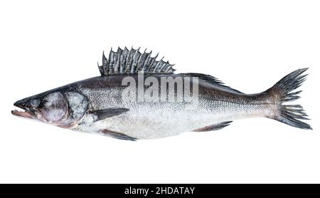 Zander  river fish isolated on white Stock Photo