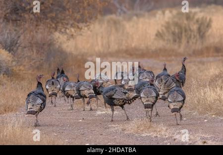 Wild turkey, Meleagris gallopavo, (as the subspecies Rio Grande wild turkey, Meleagris gallopavo intermedia) in open woodland, New Mexico. Stock Photo