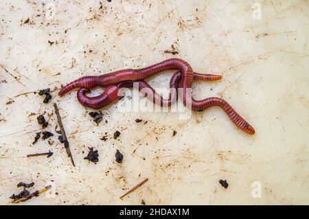 Eisenia andrei/fetida, earthworm, manure worm, tiger worm, red wiggler worm, December 31, 2021.  (CTK Photo/Libor Sojka) Stock Photo