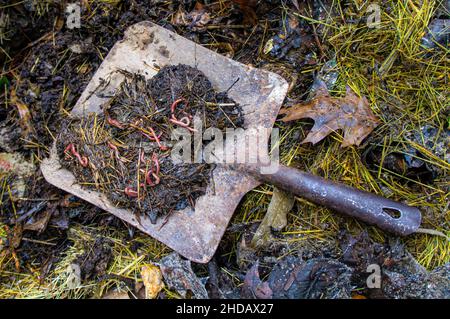 compost, metal dustpan, Eisenia andrei/fetida, earthworm, manure worm, tiger worm, red wiggler worm, December 31, 2021.  (CTK Photo/Libor Sojka) Stock Photo